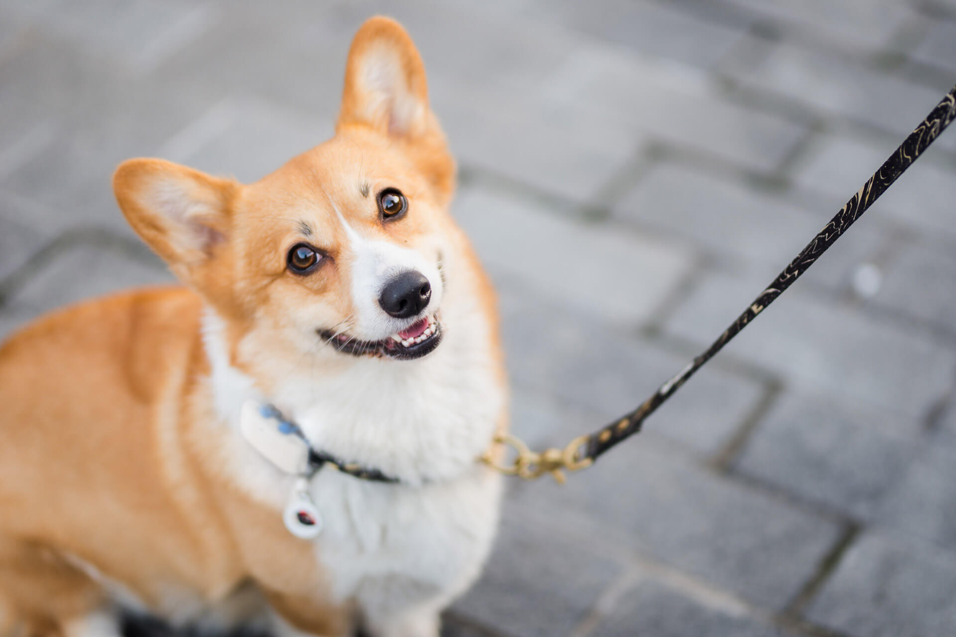 How A Personalized No Pull Dog Harness Can Make Walks More Enjoyable