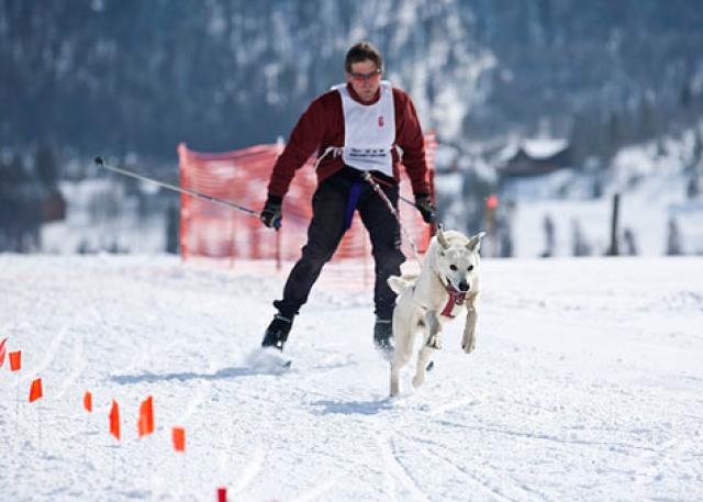 Here’s Why You and Your Dog Should Try Skijoring!