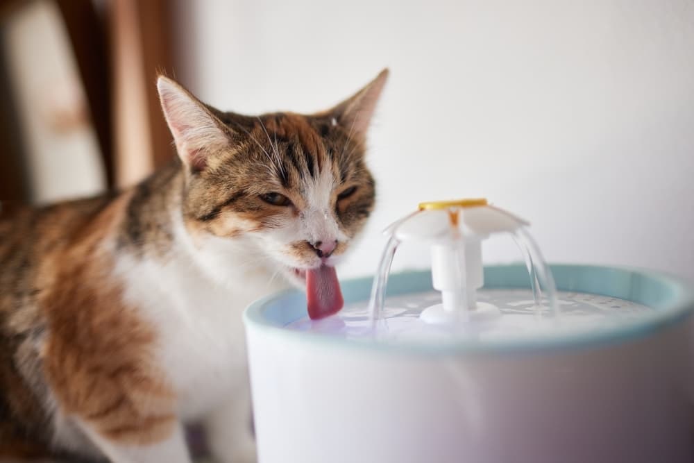My Cat is Drinking a Lot of Water. Is it Normal?